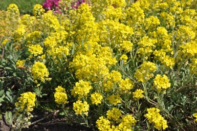 Alyssum montanum 'Berggold'