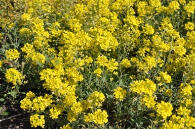 Alyssum montanum 'Berggold'