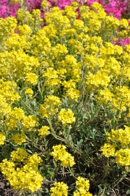 Alyssum montanum 'Berggold'