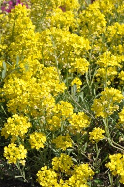 Alyssum montanum 'Berggold'