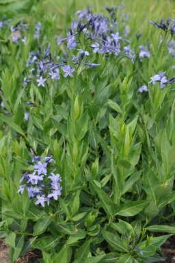 Amsonia 'Blue Ice'