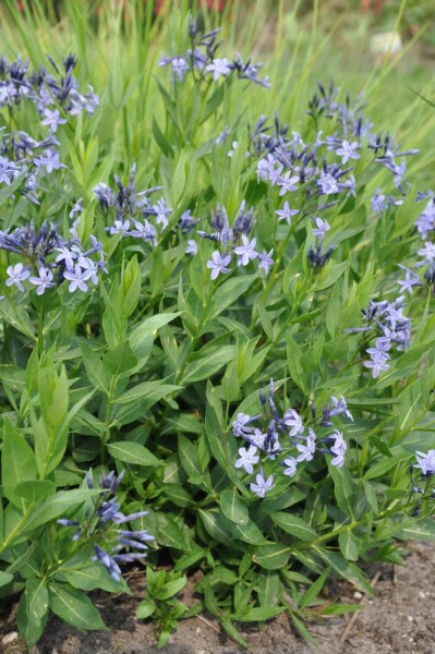 Amsonia 'Blue Ice' Amsonia 'Blue Ice'