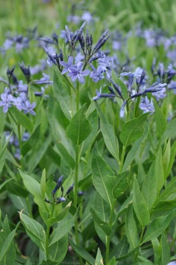 Amsonia 'Blue Ice'