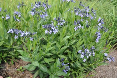 Amsonia 'Blue Ice'