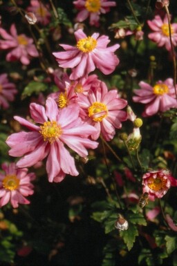 Anemone hupehensis 'Prinz Heinrich'