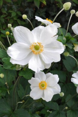 Anemone hybrida 'Honorine Jobert'