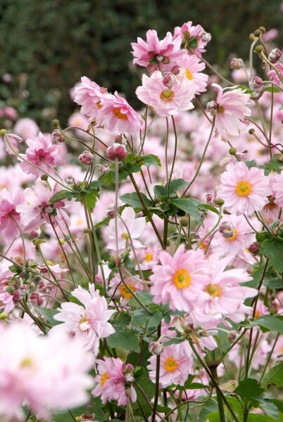 Anemone hybrida 'Königin Charlotte'