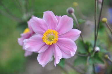 Anemone hybrida 'Serenade'