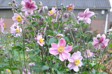 Anemone hybrida 'Serenade'