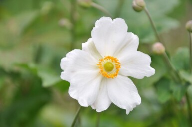 Anemone hybrida 'Whirlwind'