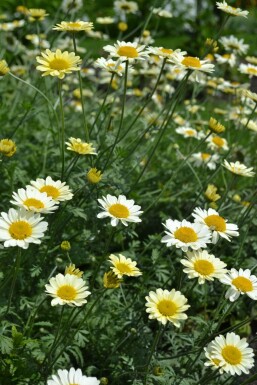 Anthemis hybrida 'Sauce Hollandaise'