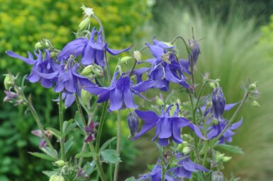 Aquilegia alpina