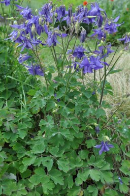 Aquilegia alpina