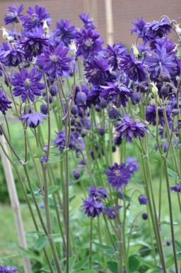 Aquilegia vulgaris 'Black Barlow'