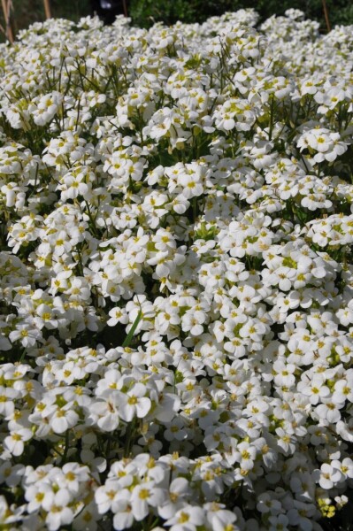 Arabis caucasica 'Snowcap' Arabis caucasica 'Snowcap'
