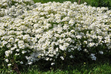 Arabis caucasica 'Snowcap'