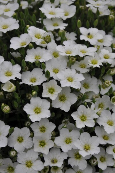 Arenaria montana Arenaria montana