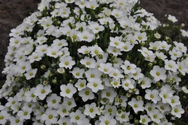 Arenaria montana