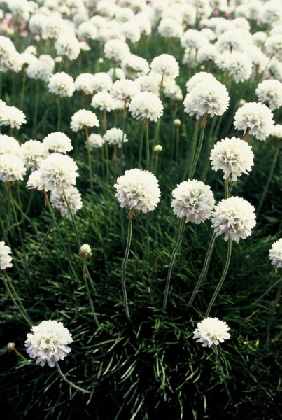 Armeria maritima 'Alba' Armeria maritima 'Alba'