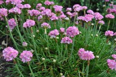 Armeria maritima 'Splendens Perfecta'