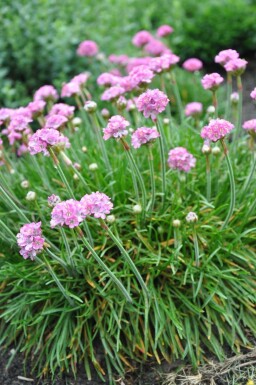 Armeria maritima 'Splendens Perfecta'