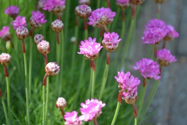 Armeria maritima 'Splendens'