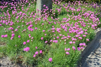 Armeria maritima 'Splendens'