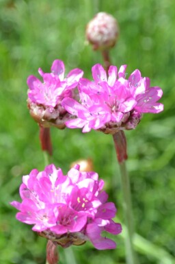 Armeria maritima 'Splendens'