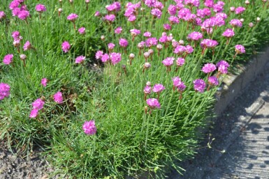 Armeria maritima 'Splendens'