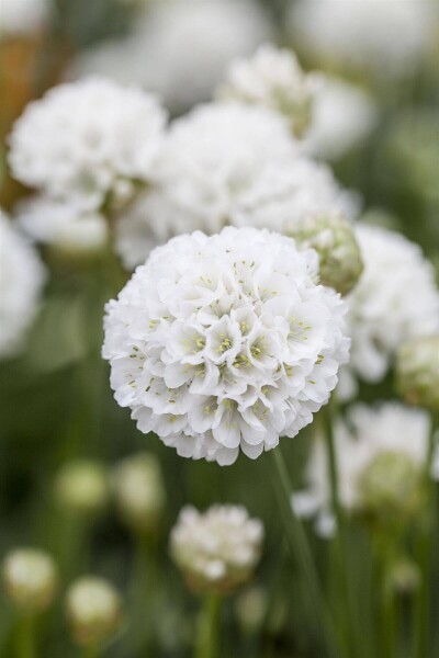 Armeria pseudarmeria 'Ballerina White' Armeria pseudarmeria 'Ballerina White'