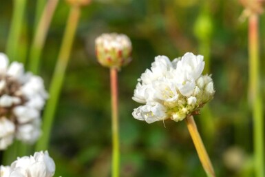 Armeria pseudarmeria 'Ballerina White'