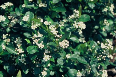 Aronia melanocarpa