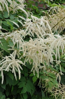 Aruncus dioicus