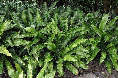 Asplenium scolopendrium