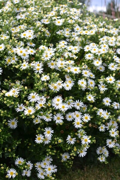 Aster ageratoides 'Ashvi' Aster ageratoides 'Ashvi'