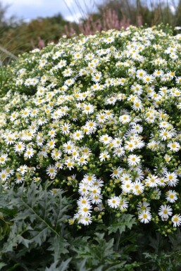 Aster ageratoides 'Ashvi'