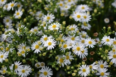 Aster ageratoides 'Ashvi'