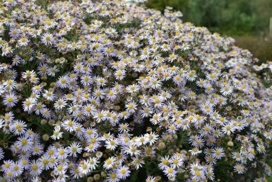 Aster ageratoides 'Asran'