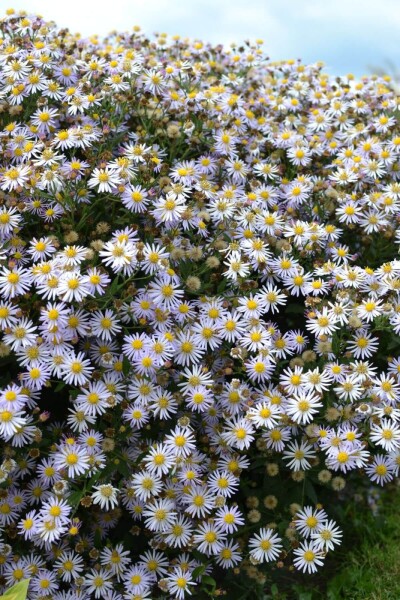 Aster ageratoides 'Asran' Aster ageratoides 'Asran'
