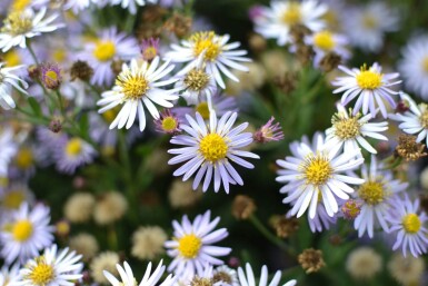 Aster ageratoides 'Asran'