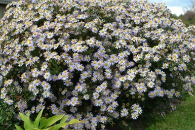 Aster ageratoides 'Asran'