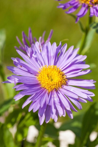 Aster alpinus Aster alpinus