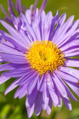 Aster alpinus