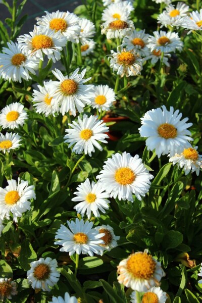 Aster alpinus 'Albus' Aster alpinus 'Albus'
