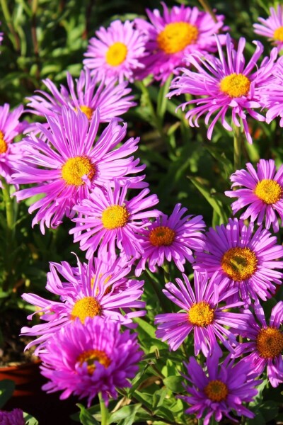 Aster alpinus 'Happy End' Aster alpinus 'Happy End'