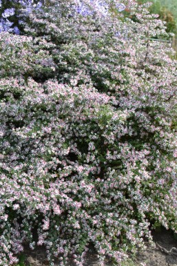 Aster lateriflorus 'HoriZontalis'