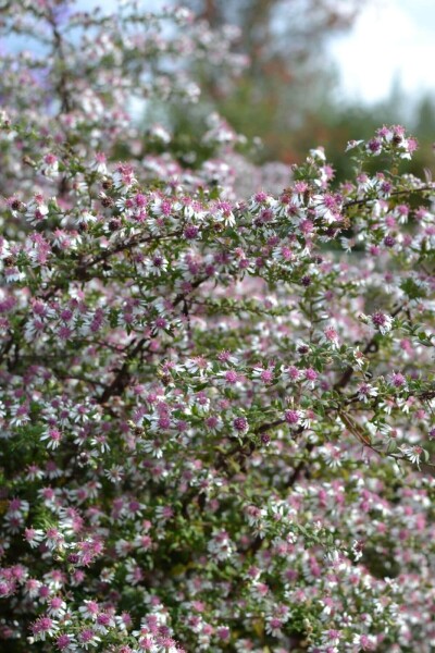 Aster lateriflorus 'HoriZontalis'