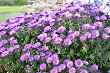 Aster novae-angliae 'Purple Dome'