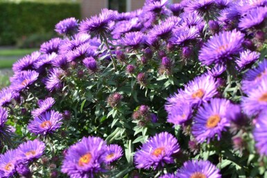 Aster novae-angliae 'Purple Dome'