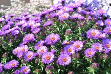 Aster novae-angliae 'Purple Dome'